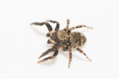 Angryd Halland 14.5-21 adult male