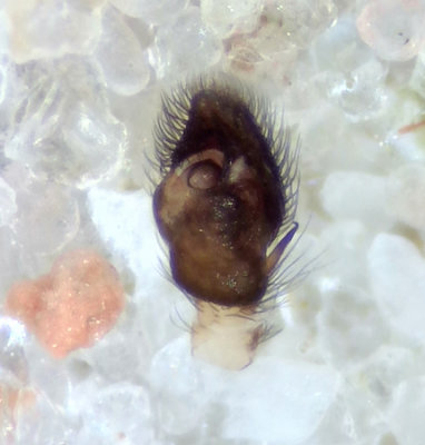 Angryd Halland 14.5-21 palp adult male