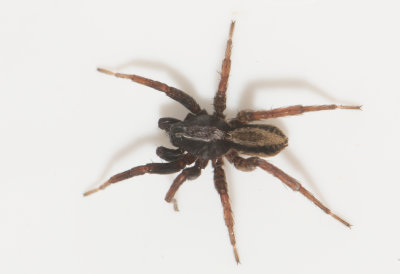 Angryd Halland 14.5-21 adult male