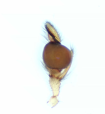Pachygnatha clercki ( Ljus kkspindel )