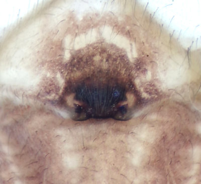 Grensckspindel ( Clubiona pallidula )