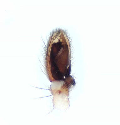 Clubiona stagnatilis ( Krrsckspindel )