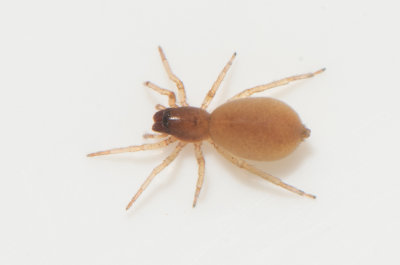 Bjrkng Halland 6.7-21 adult female