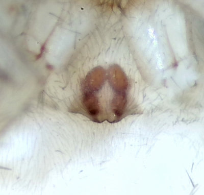 Bjrkng Halland 6.7-21 epigyne adult female