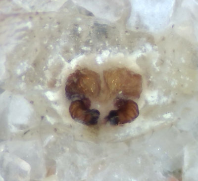 Xysticus cristatus ( Fltkrabbspindel )