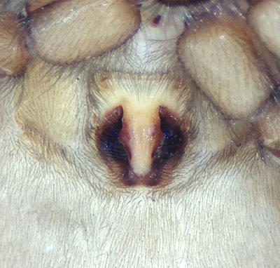 Haplodrassus signifer ( Mosshuggspindel )