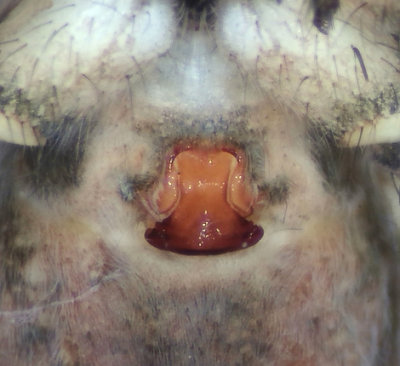 Pardosa agrestis ( Fältvargspindel )