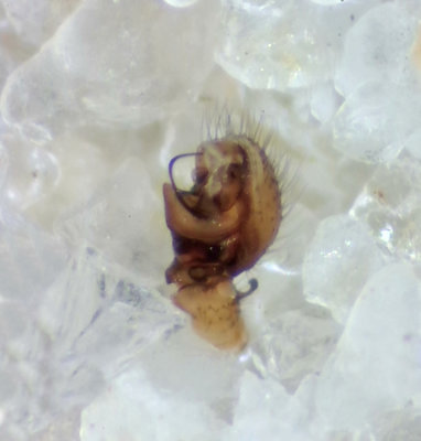 Hypomma bituberculatum ( Vasskullspindel )