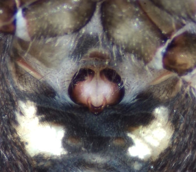 Nuctenea umbratica ( Strre skuggspindel )