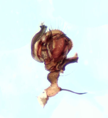 Lepthyphantes minutus ( Trädmattvävare )