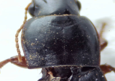 Harpalus rubripes ( Ogrsfrlpare ) 11 mm