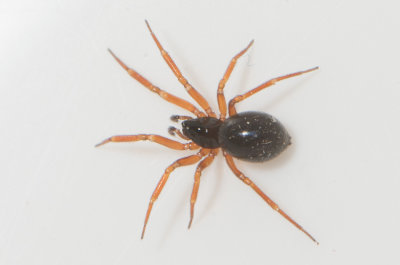 Hyltan Halland 16.10-21 adult female