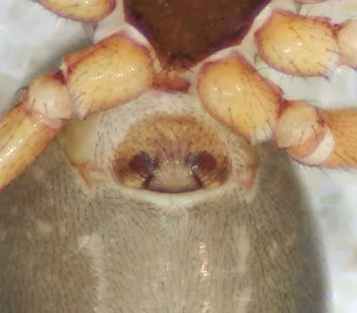 Hyltan Halland 16.10-21 epigyne adult female