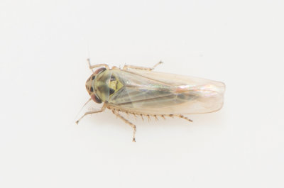 Macrosteles sp 3,3 mm