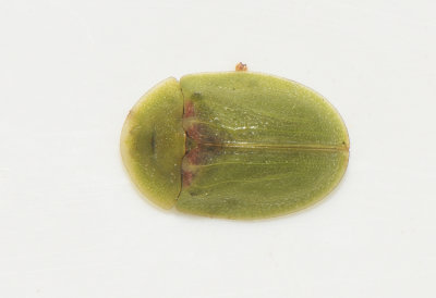 Cassida sanguinosa ( Nysrtsskdbagge ) 6,2-7,2 mm