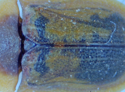 Korndal Halland 23.7-21  7,2 mm