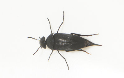 Mordella aculeata ( Svart tornbagge )  6 mm