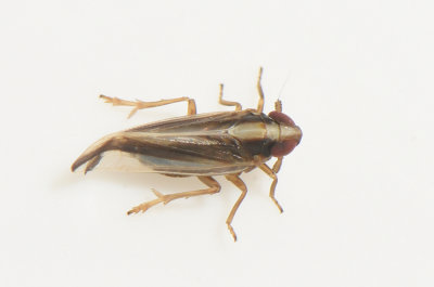 Kelisia sp