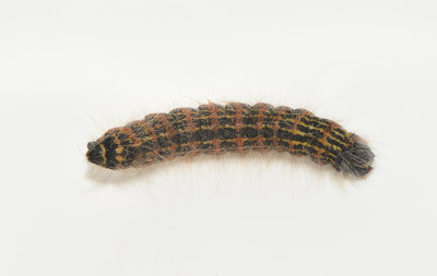 Phalera bucephala ( Oxhuvudspinnare )