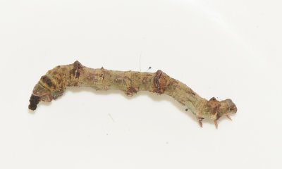 Biston strataria ( Brumaktig vintermätare )