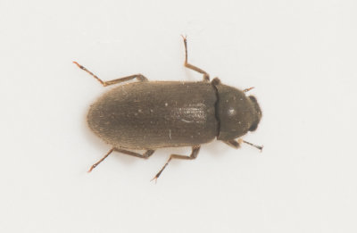 dryopidae ( ronbaggar )