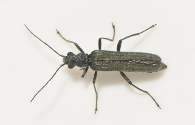 Oedemera lurida  7 mm