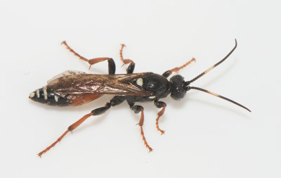 Spilichneumon occisorius