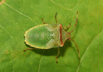 Acanthosoma haemorrhoidale ( Hagtornsbärfis )