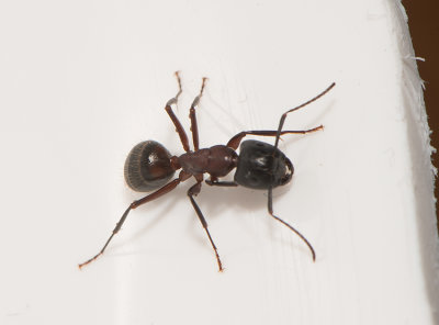 Camponotus herculeanus ( Hushstmyra )