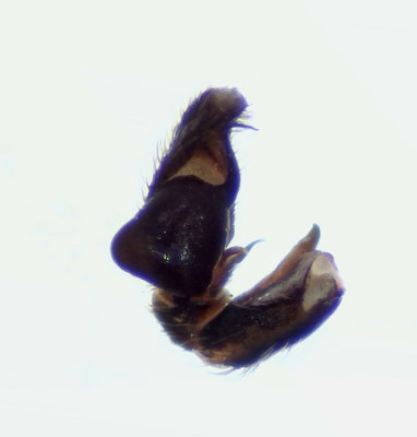 Hästhagaberget Halland 30.6-21 palp adult male