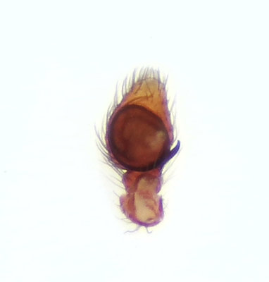 Sibianor larae ( Tjockbent hoppspindel )