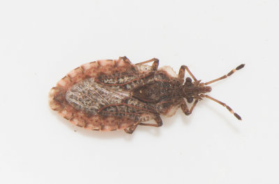 Aradus obtectus