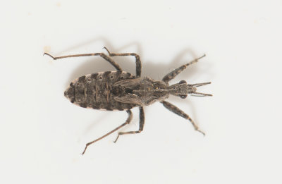 Coranus subapterus