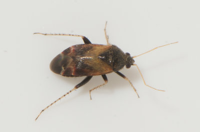 psallus ssp