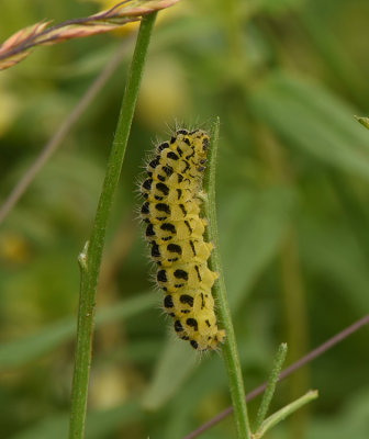 Zygaena filipendulae ( Sexflckig bastardsvrmare )