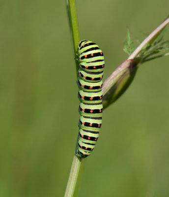 Papilio machaon ( Makaonfjril )