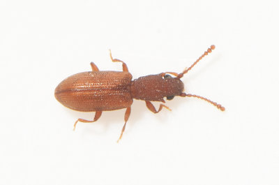 Silvanidae ( Smalplattbaggar )