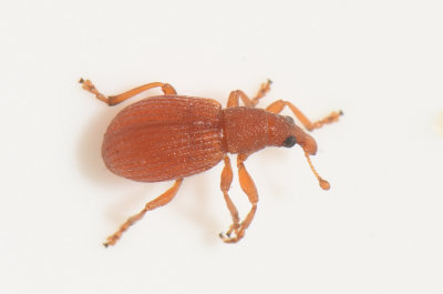 Apion cruentatum ( Tegelspetsvivel )