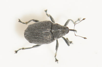 Ceutorhynchus obstrictus ( Rapsskidevivel )  2,8 mm