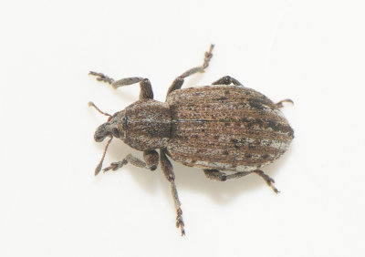 Hypera diversipunctata ( Arvkokongvivel )