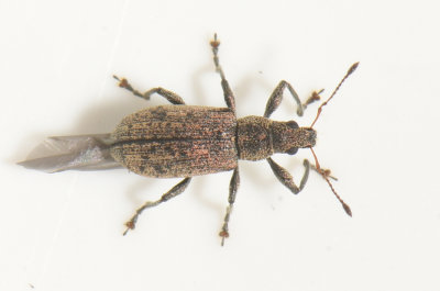 Polydrusus cervinus ( Flckglansvivel )  4,1 mm