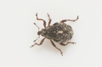 Rhinoncus pericarpius ( Syrensvivel )