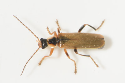 Cantharis decipiens