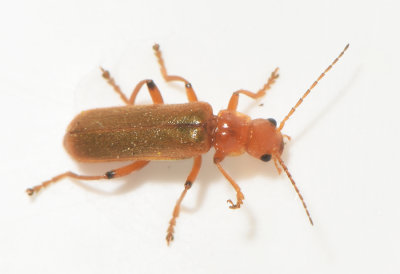 Cantharis cryptica  8-10 mm