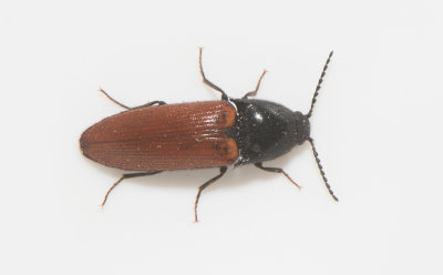 Ampedus pomorum ( Lvrdrock ) 12 mm