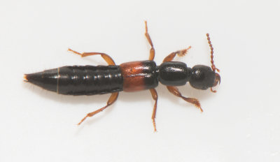 Lathrobium elongatum