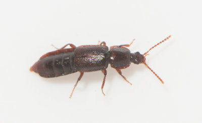 Acidota crenata