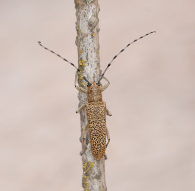 Saperda similis ( Slgvedbock )