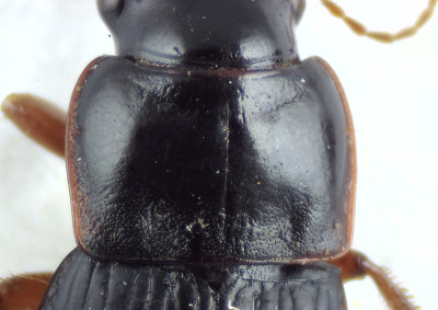 Harpalus latus ( ngsfrlpare )  10 mm