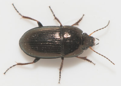 Amara communis ( ngskornlpare ) 6-7 mm